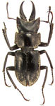 Auxicerus aethiops