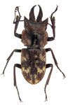 Auxicerus platyceps