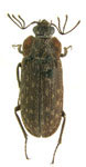 Hilophyllus martinezi