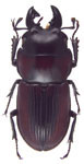 Incadorcus ayamaranus