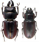 Incadorcus cuzcoensis