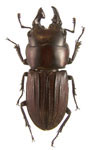 Incadorcus damasoi