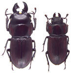 Incadorcus michellae