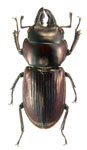 Incadorcus paulseni