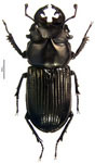 Metadorcinus buckleyi