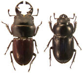 Onorelucanus aequatorianus