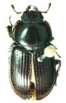 Onorelucanus boileaui