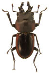 Onorelucanus incredibilis