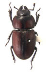 Onorelucanus nigrosuturalis