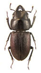 Onorelucanus noguchii