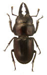 Onorelucanus pulverosus