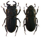 Pycnosiphorus lessonii elongatus