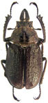 Sphaenognathus kolbei