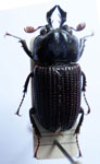  Psilodon schuberti