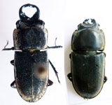  Pycnosiphorus lessonii marginipennis