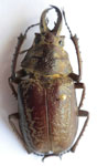  Sphaenognathus spinifer