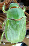  Hylamorpha elegans