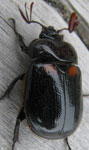  Oryctomorphus bimaculatus