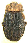 Omorgus (Omorgus) carinatus