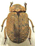 Omorgus (Omorgus) monachus