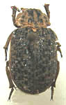 Omorgus (Omorgus) punctatus