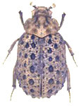  Polynoncus brasiliensis