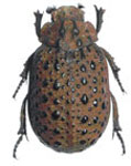 Polynoncus brevicollis