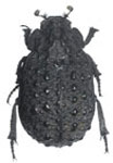 Polynoncus gibberosus