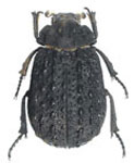 Polynoncus mirabilis