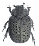 Polynoncus peruanus