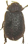  Trox (Trox) aequalis