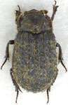  Trox (Trox) scabra