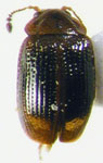 Glypholoma pecki