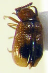 Glypholoma cfr. chepuense