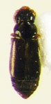 Metacorneolabium sp. 1