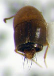 Sepedophilus sp. 1 