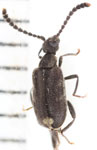 Elonus sp. A