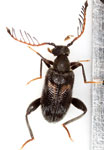 Emelinus sp. A