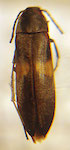  Mallochira subfasciata