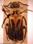 Acrolytta quadrilineata (Haag-Rutenberg)