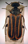  Acrolytta sp. 1