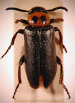  Acrolytta sp. 2