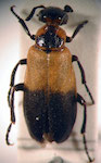  Acrolytta sp. 3