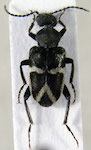 Anthicoxenus ovallei Philippi, 1873