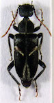 Anthicoxenus sp. 2