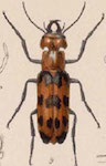 Cissites auriculata (Champion, 1892)