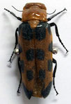 Cissites maculata (Swederus) 1787