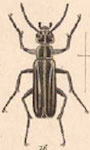  Epicauta (Epicauta) albolineata