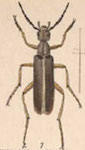  Epicauta (Epicauta) basimacula