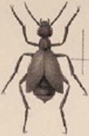  Epicauta (Epicauta) cardui